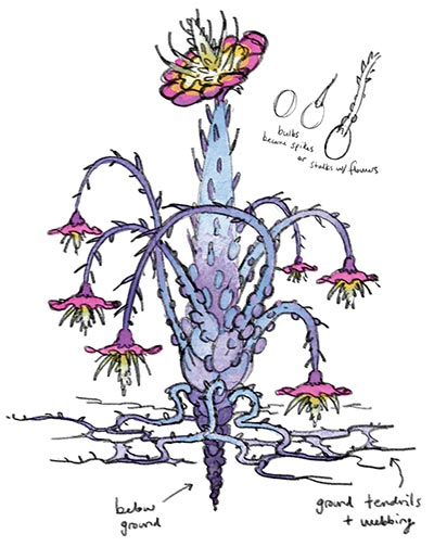 needle plants sketch